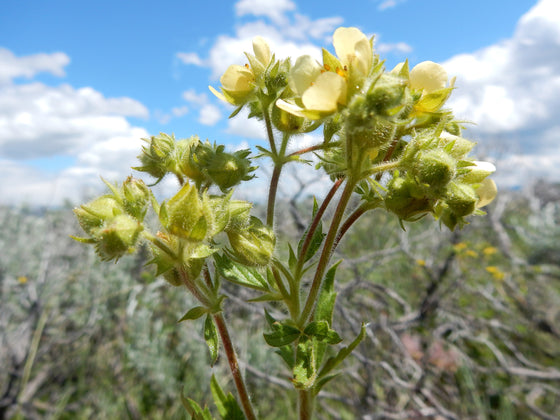 50 semillas de flores nativas de Potentilla de la pradera, Drymocallis Arguta, color blanco y amarillo pálido