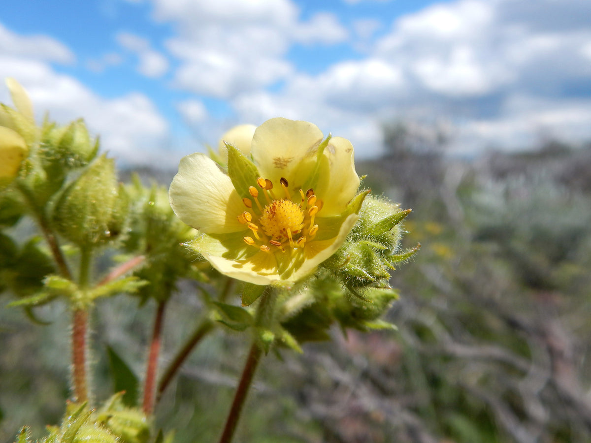 50 PRAIRIE CINQUEFOIL Tall Potentilla Drymocallis Arguta White Pale Yellow Native Flower Seeds