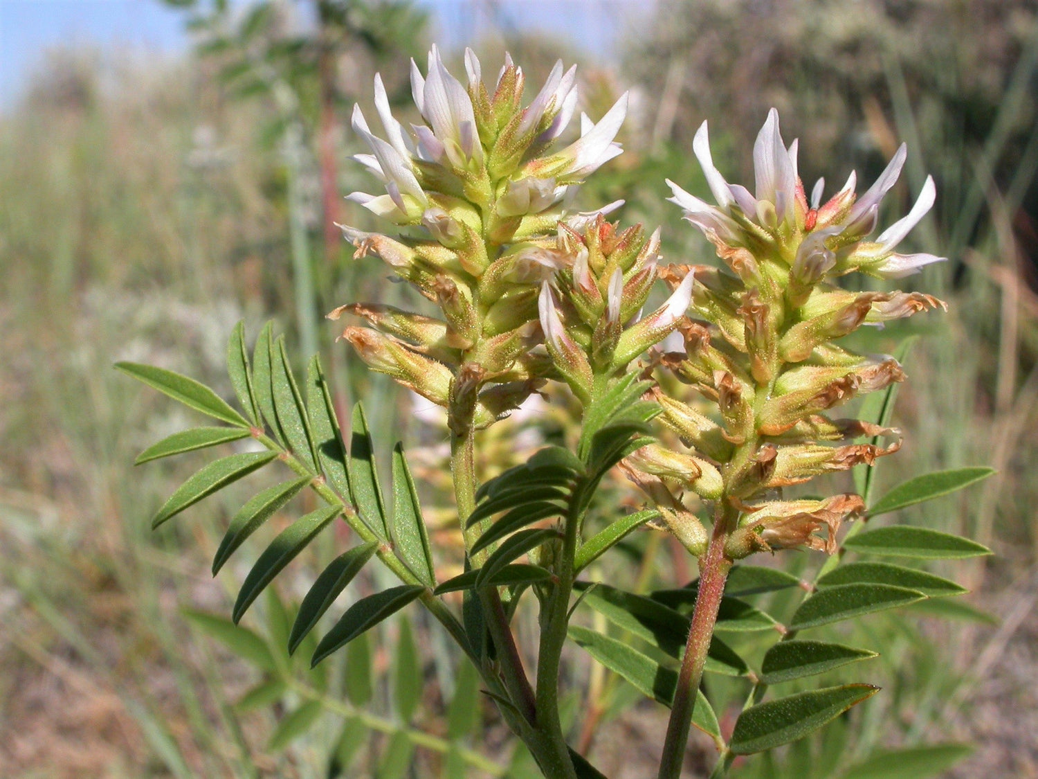 50 REGALIZ AMERICANO Glycyrrhiza Lepidota, también conocida como Regaliz Silvestre, Hierba Nativa, Semillas de Flores Blancas