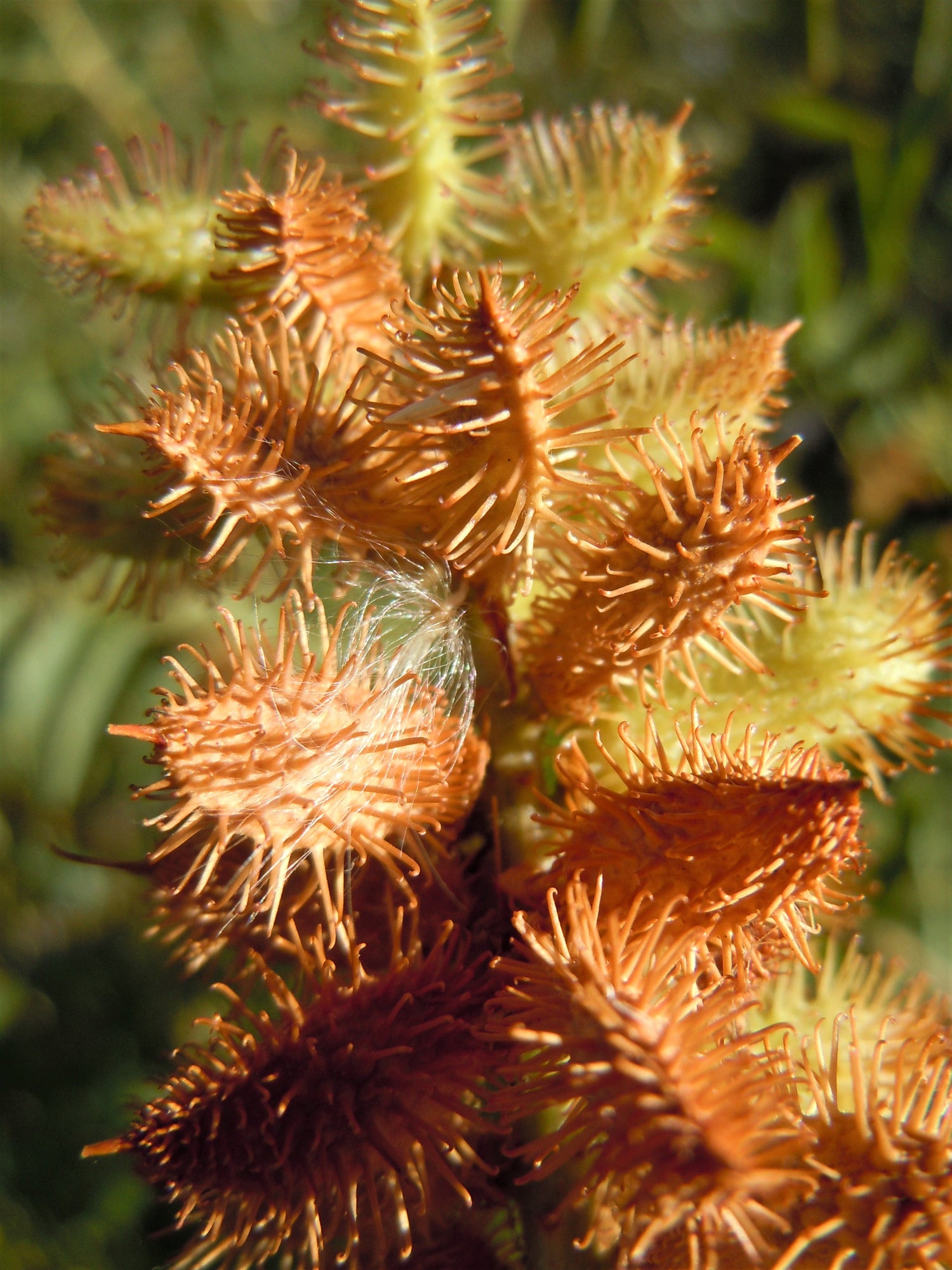 50 REGALIZ AMERICANO Glycyrrhiza Lepidota, también conocida como Regaliz Silvestre, Hierba Nativa, Semillas de Flores Blancas