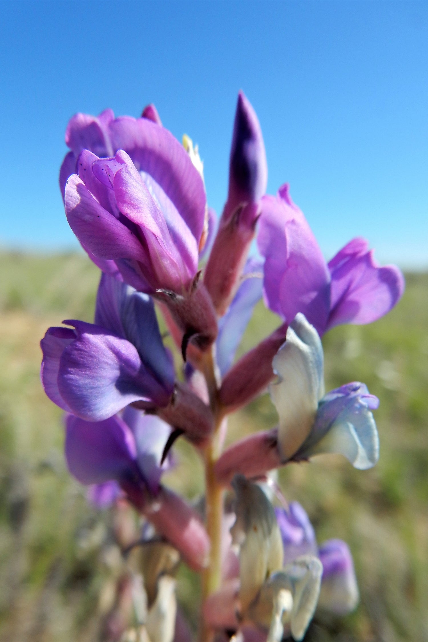 30 semillas de flores nativas de Oxytropis Lambertii (LOCOWEED púrpura)