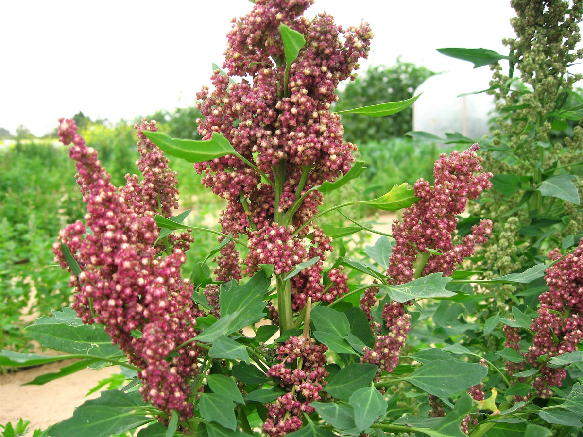 50 semillas orgánicas de quinoa, vainilla y cereza, Chenopodium, flor rosa, grano blanco.