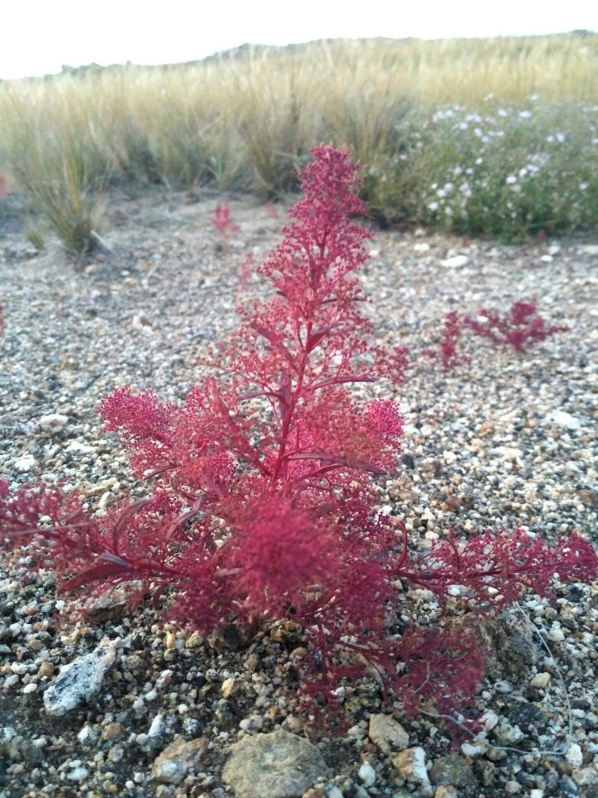 50 SEAFOAM Zeechium Teloxys Aristata Model Miniatures Sea Foam Red Flower Seeds