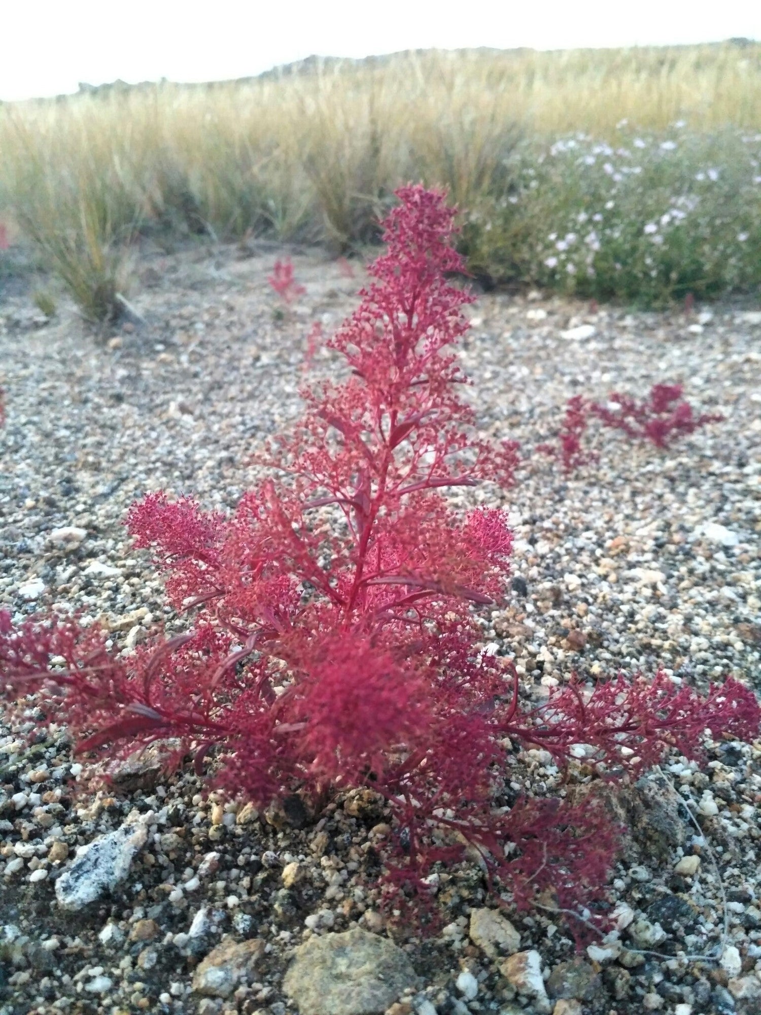 50 SEAFOAM Zeechium Teloxys Aristata Model Miniatures Sea Foam Red Flower Seeds