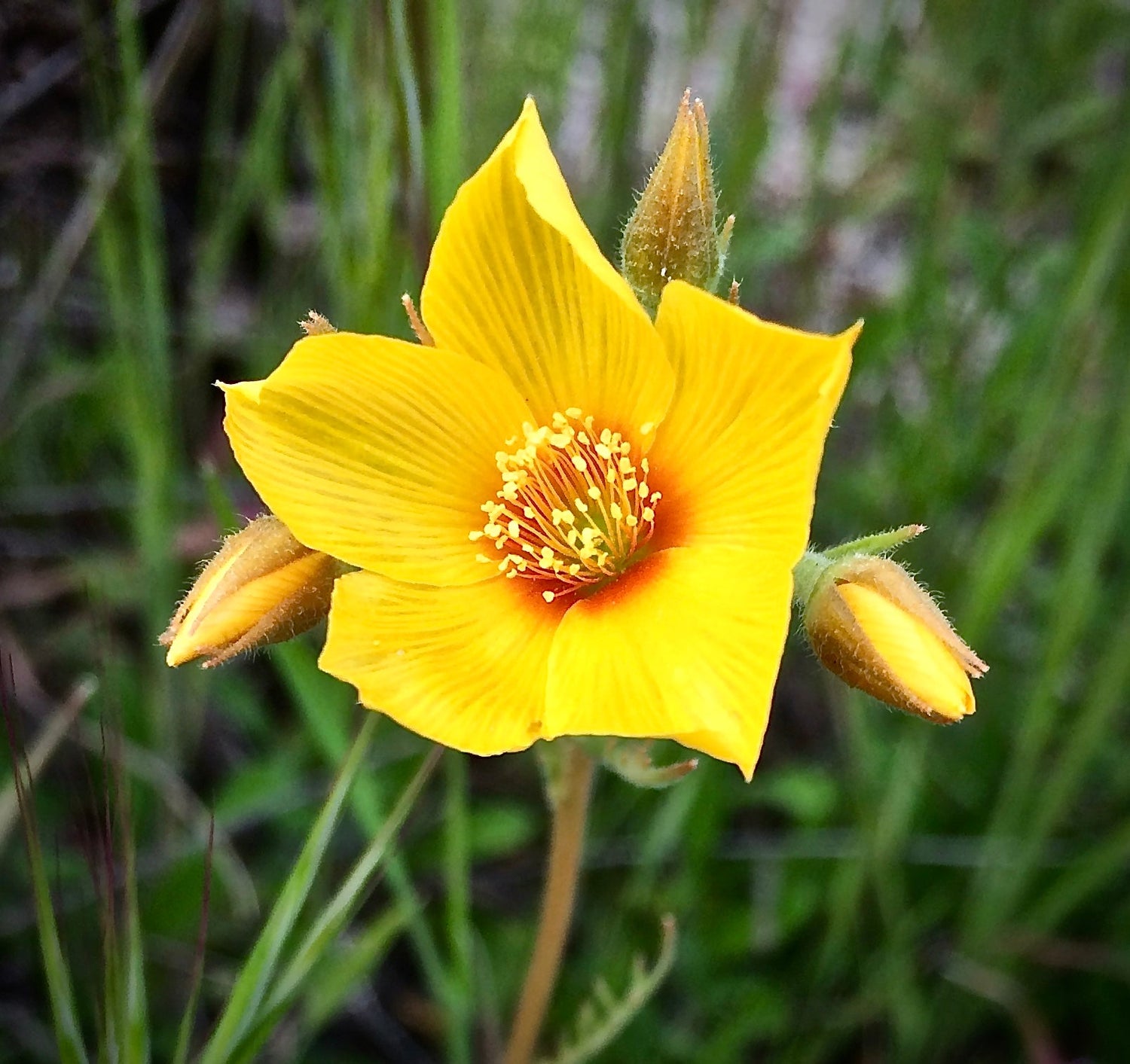 300 semillas de flores nativas de estrella llameante amarilla Mentzelia Lindleyi Bartonia Evening Star