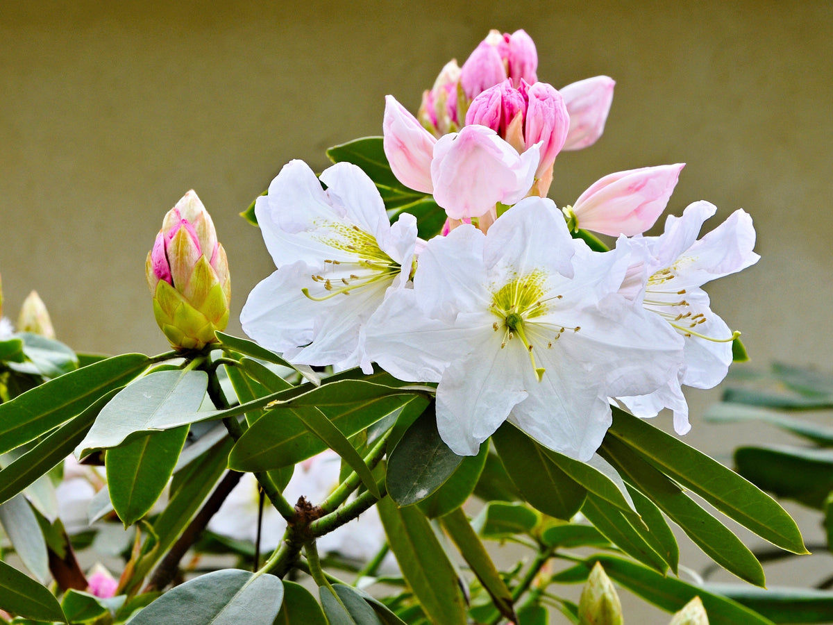 50 semillas de rododendro Fortunei, arbusto rosa, malva y blanco.