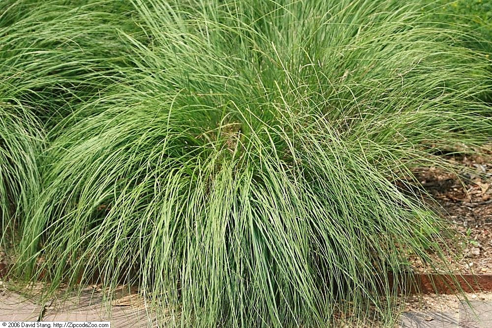 200 semillas de pradera nativa ornamental Sporobolus Heterolepis