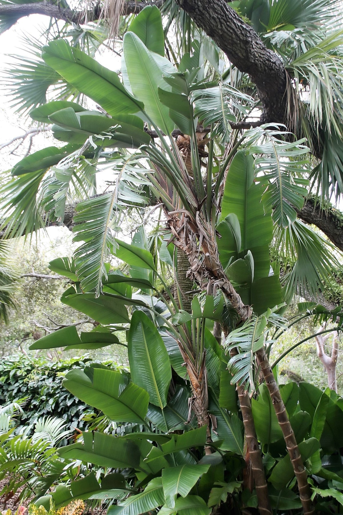 5 semillas de AVE DEL PARAÍSO GIGANTE, árbol Strelitzia Nicolai, plátano silvestre, grulla blanca, flor azul púrpura, planta de interior