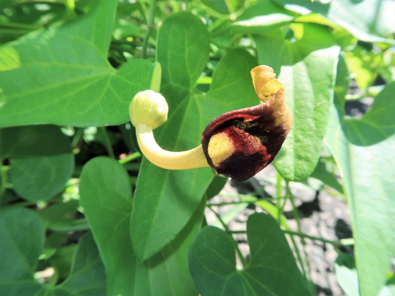 20 semillas de pipa holandesa delgada, aristolochia debilis, flor morada intensa, hierba de la pipa