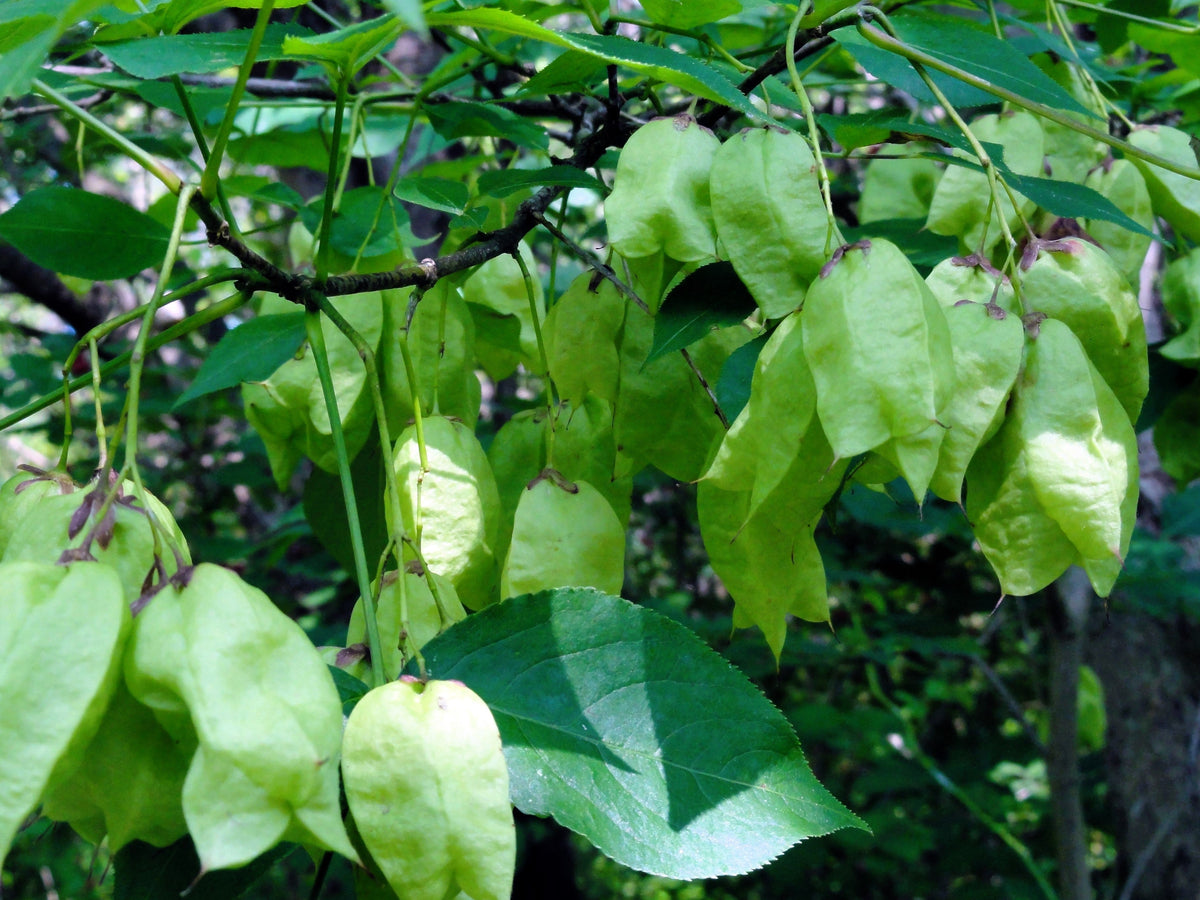 5 semillas de árbol de nuez americana, Staphylea trifolia, arbusto, vaina verde, flor blanca