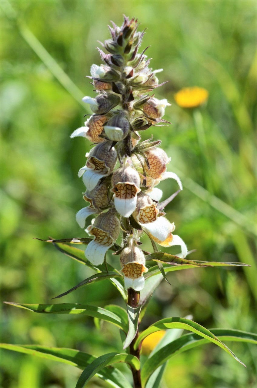 200 semillas de flores de la dedalera griega Wooly Digitalis Lanata Hummingbird White Yellow Purple Brown