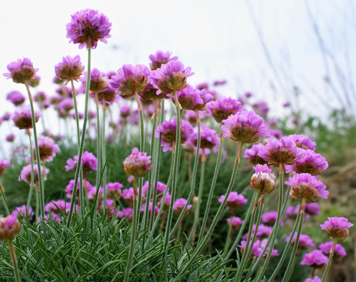 50 SEA THRIFT Armeria Maritima California Sea Pink Cliff Rose Cushion Pink Lavender Native Maritime Flower Seeds