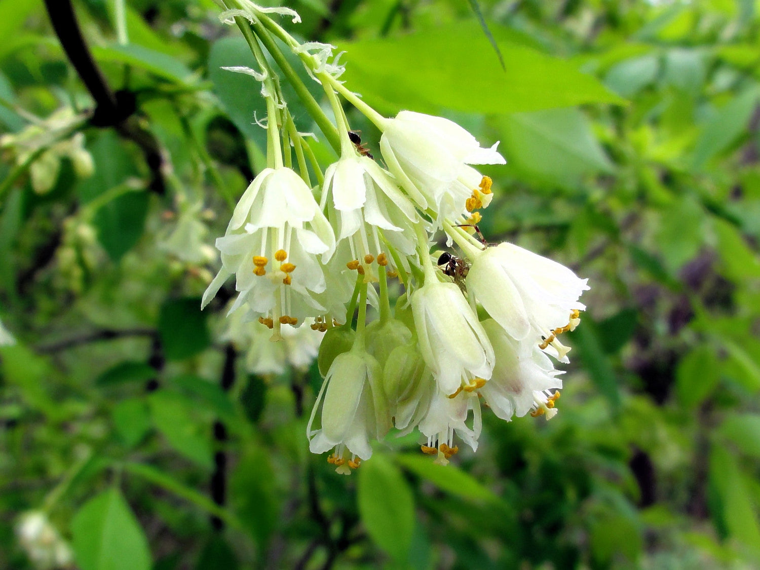 5 semillas de árbol de nuez americana, Staphylea trifolia, arbusto, vaina verde, flor blanca