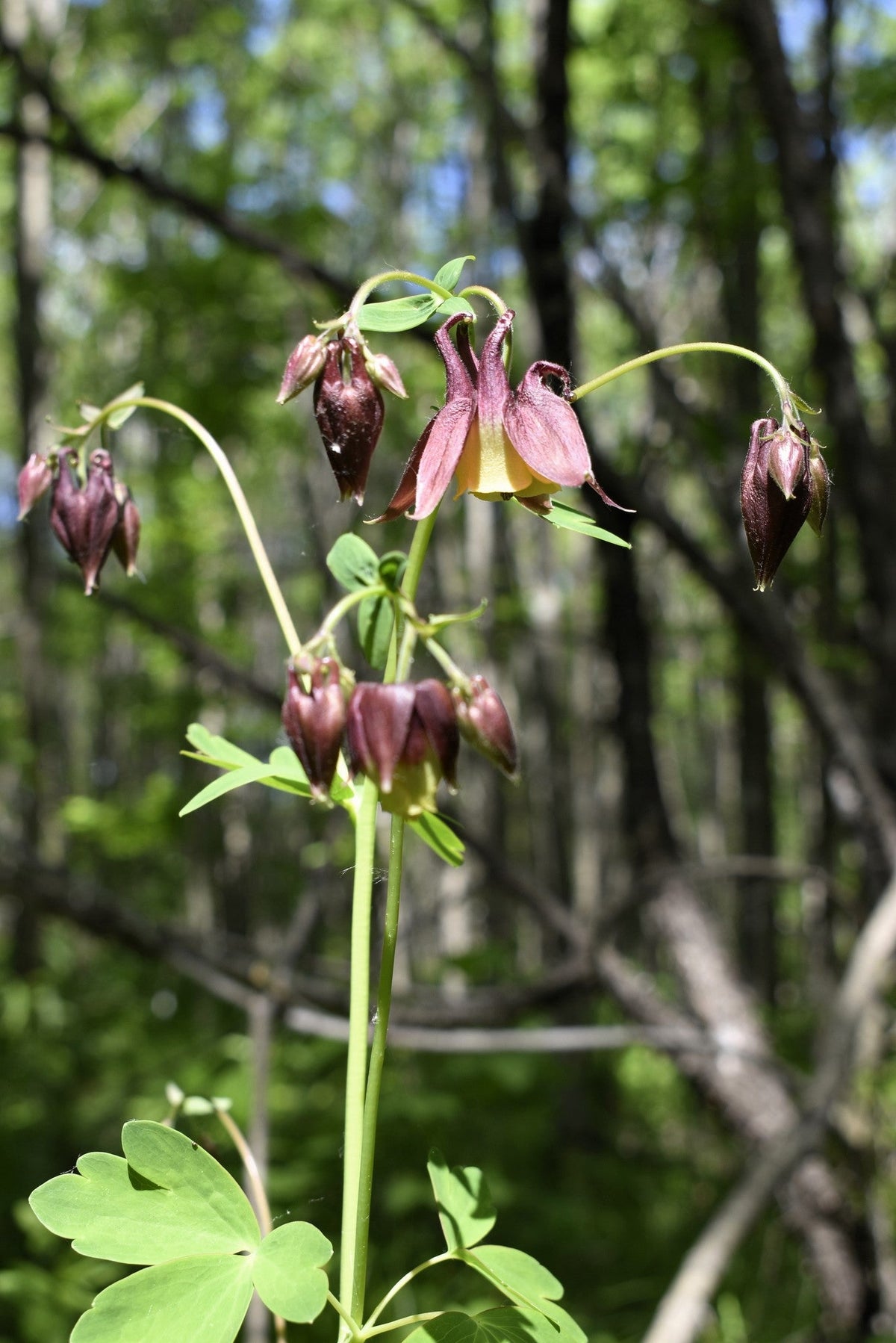 100 ORIENTAL COLUMBINE Plum & White Aquilegia Vulgaris Flower Seeds