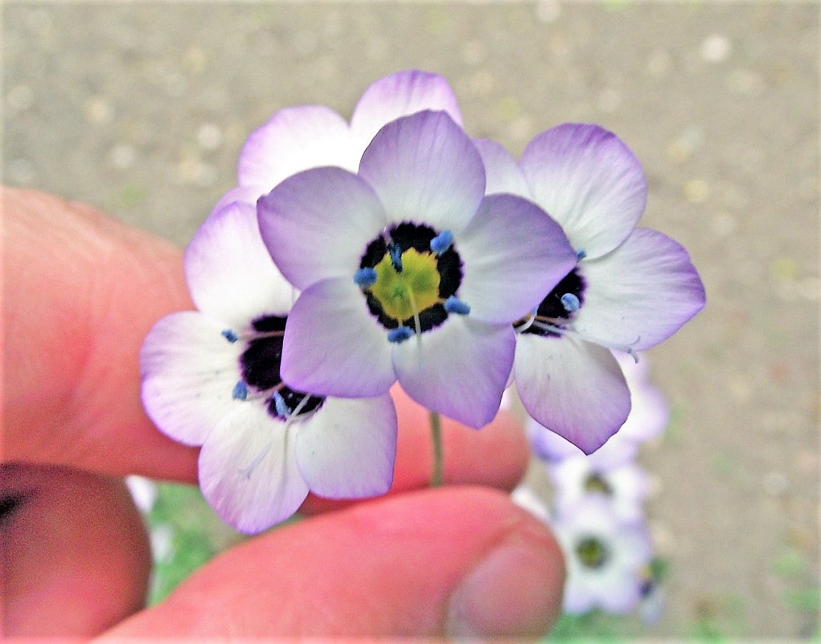 1000 semillas de flor de colibrí nativa fragante de lavanda blanca Gilia tricolor BIRDS EYES