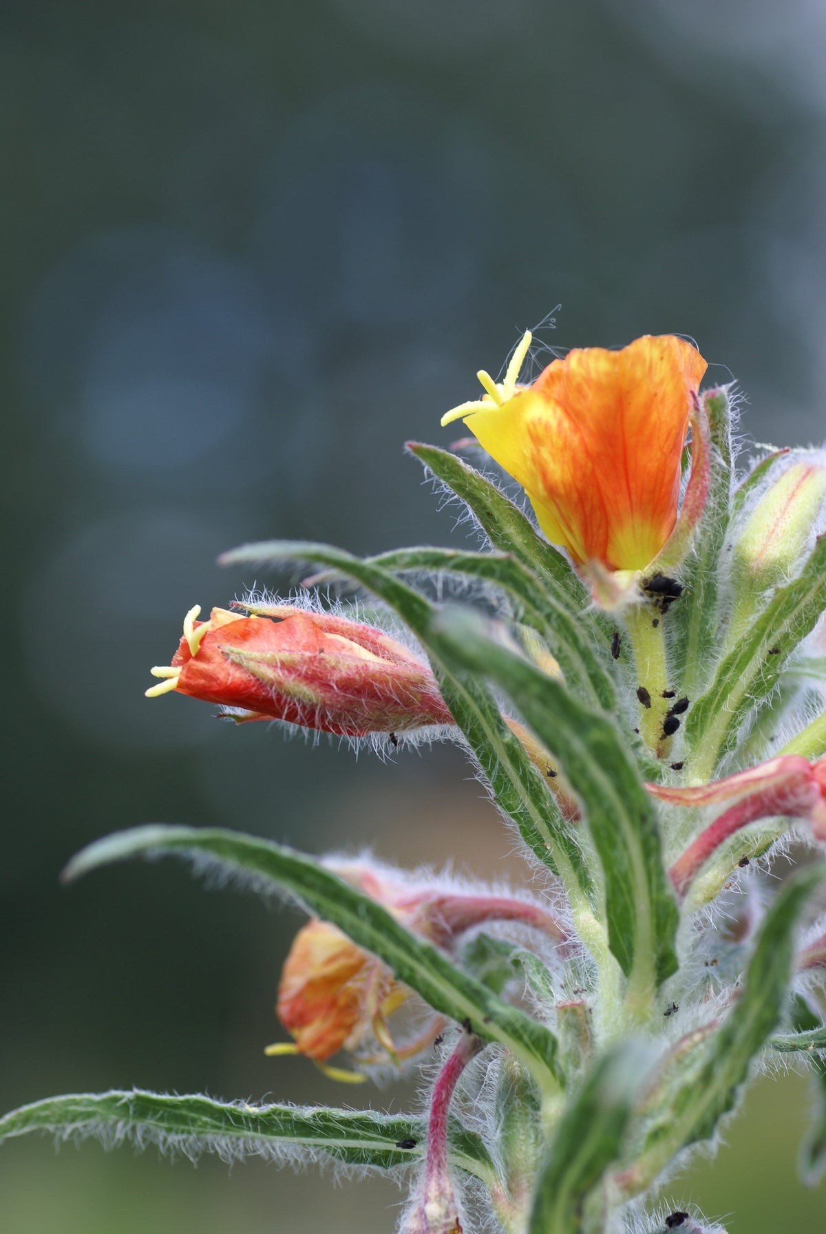 10 SUNSET BOULEVARD PRIMROSE Naranja Tarde Oenothera Versicolor Sundrops Semillas de flores