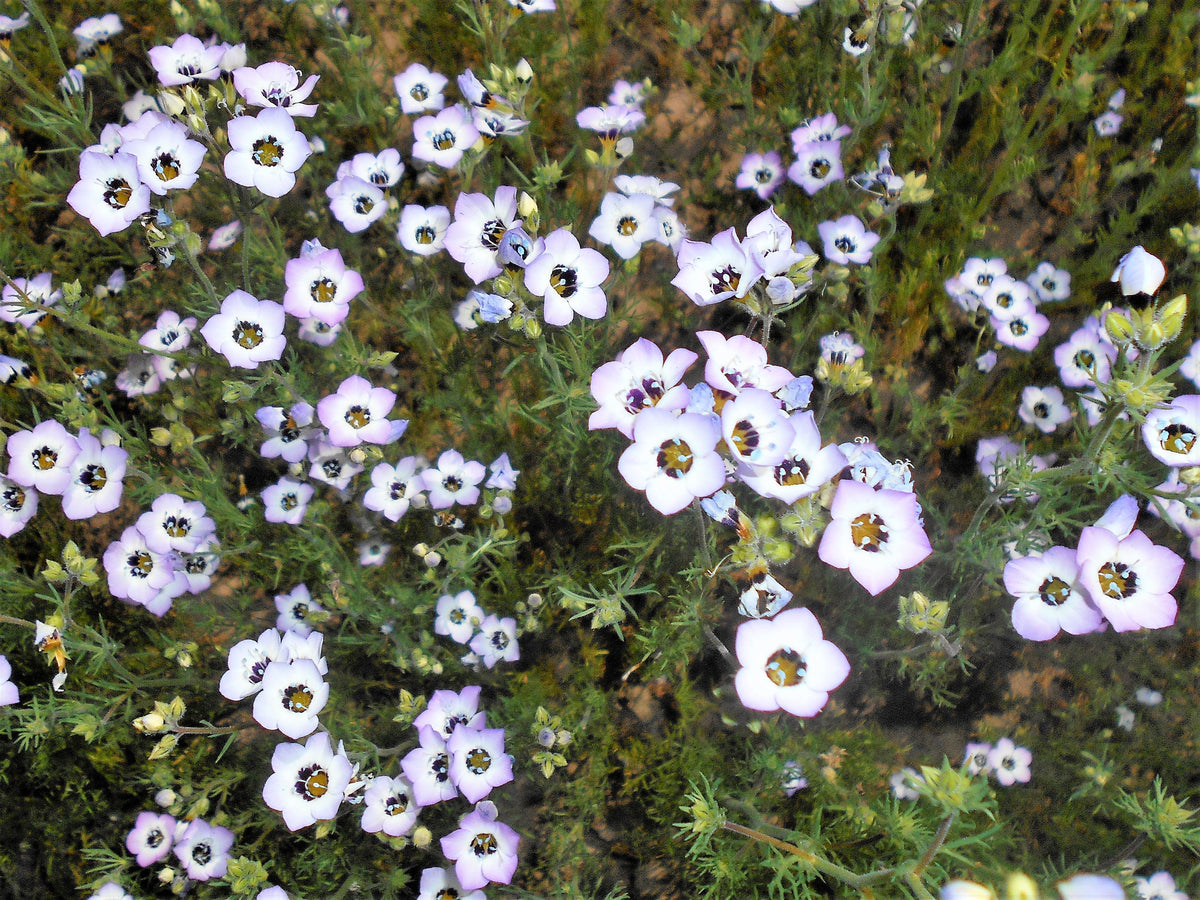 1000 semillas de flor de colibrí nativa fragante de lavanda blanca Gilia tricolor BIRDS EYES