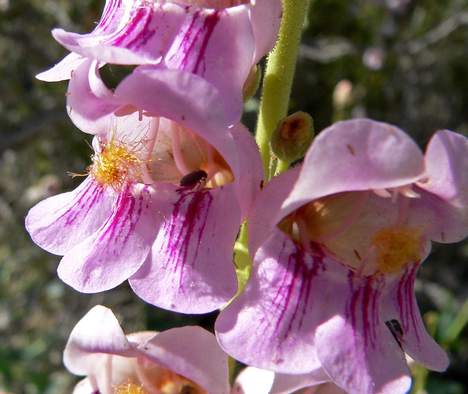 300 semillas de Penstemon Palmeri (Penstemon lengua de barba / flor de globo)
