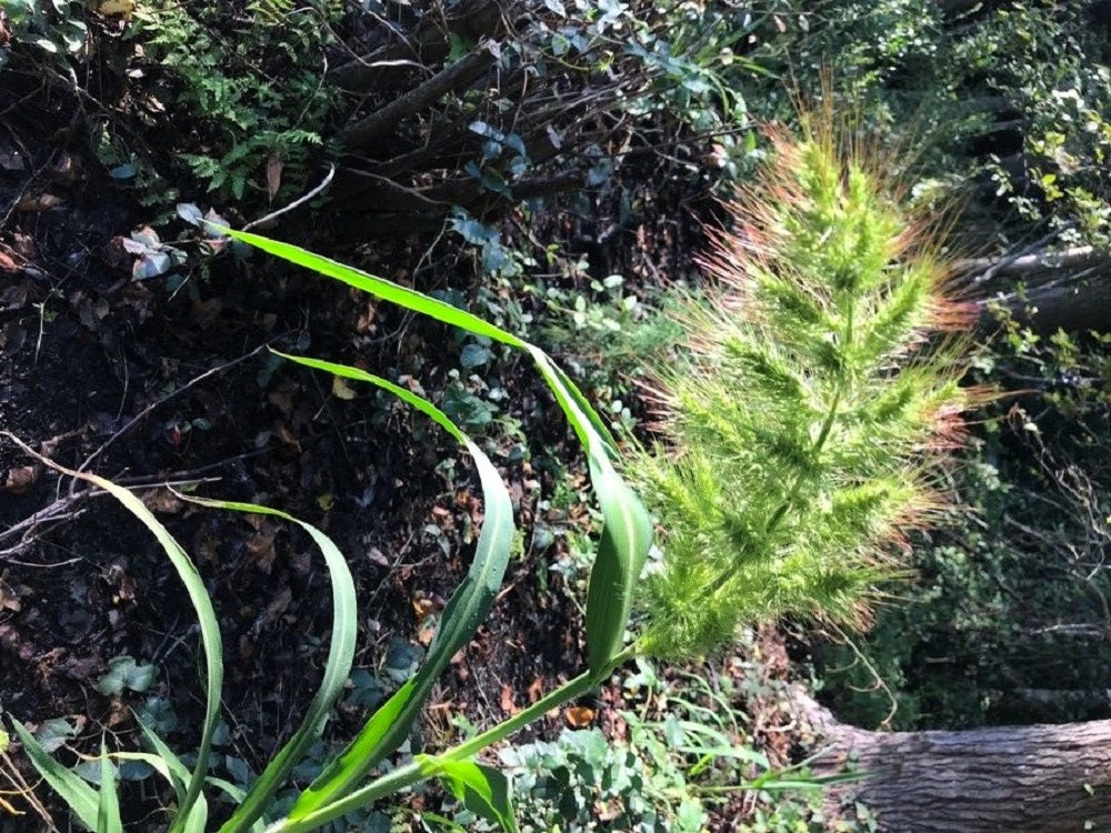 100 semillas de Echinochloa Walteri, hierba ornamental de humedales