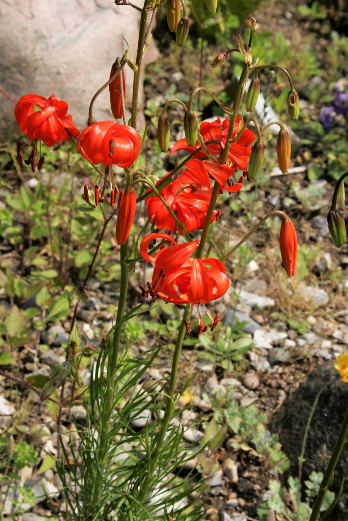 10 semillas de lirio coral (Lilium pumilum, capuchón turco siberiano), flor fragante de color rojo coral
