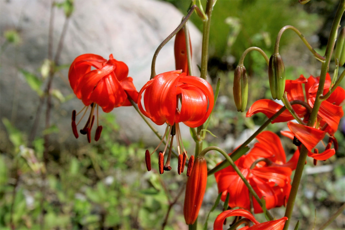 10 semillas de lirio coral (Lilium pumilum, capuchón turco siberiano), flor fragante de color rojo coral