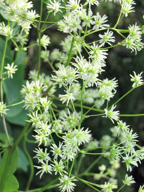 50 semillas de hierba de flor blanca y amarilla Thalictrum Dasycarpum de RUDA DE PRADO PÚRPURA