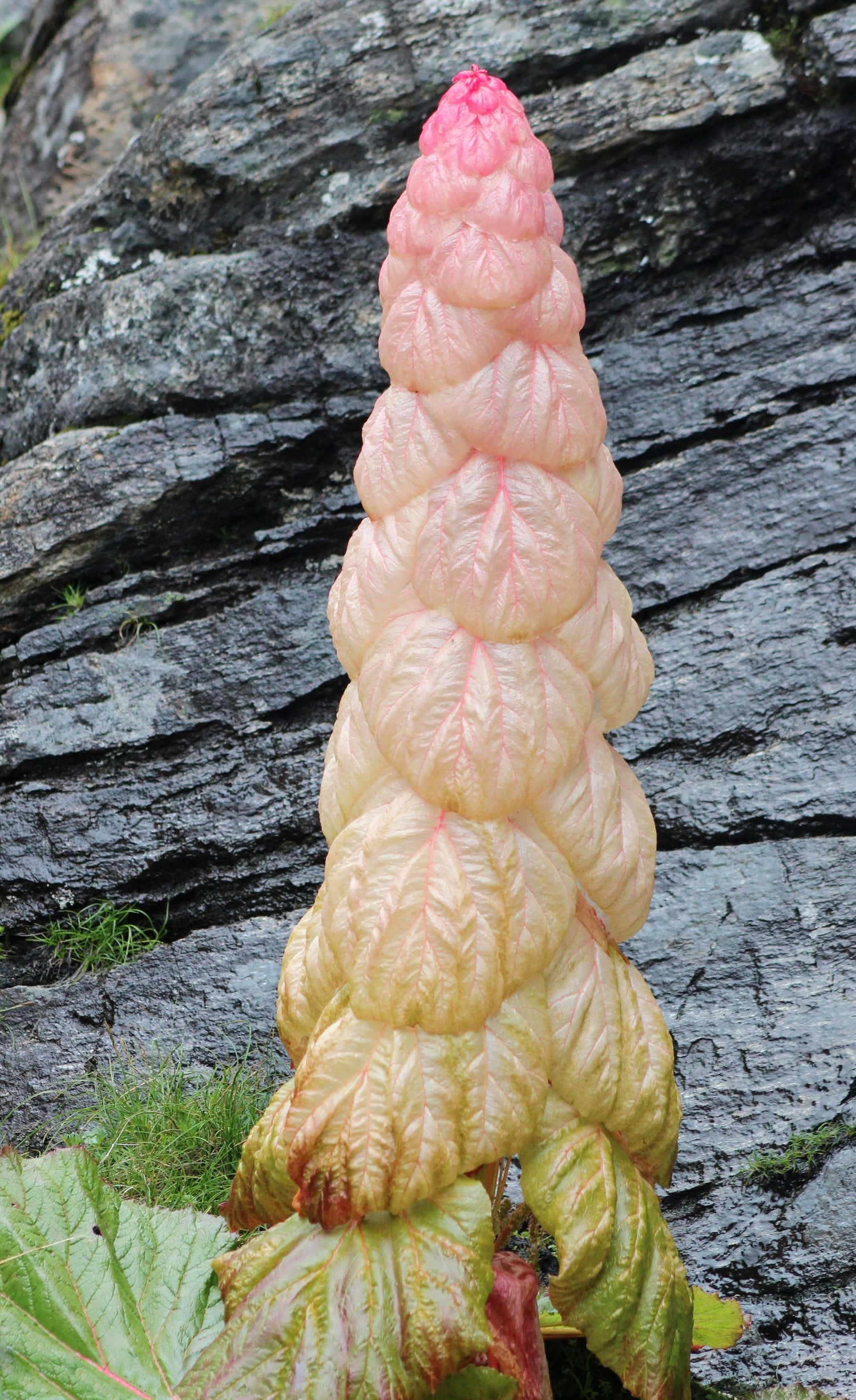 5 NOBLE RHUBARB Rheum Nobile Ornamental Sikkim Himalayan Glasshouse Plant Seeds