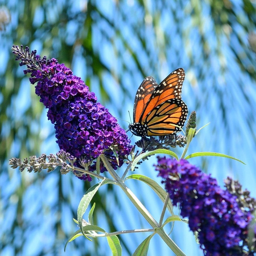 50 semillas de arbusto de mariposa morado oscuro Buddleja Davidii, arbusto de colibrí con flores fragantes