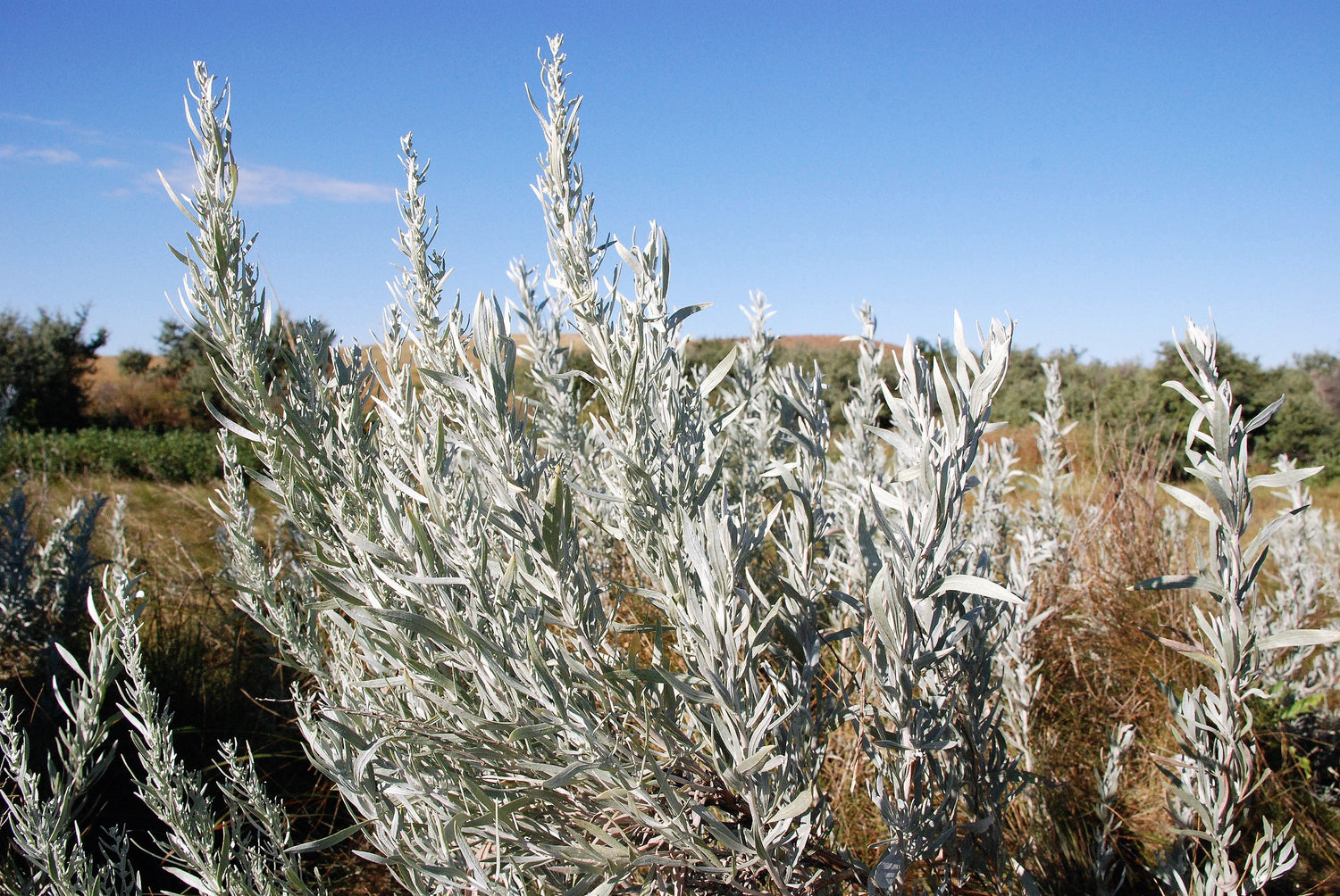 100 semillas de artemisa plateada Artemisia cana, artemisa enana, ajenjo plateado