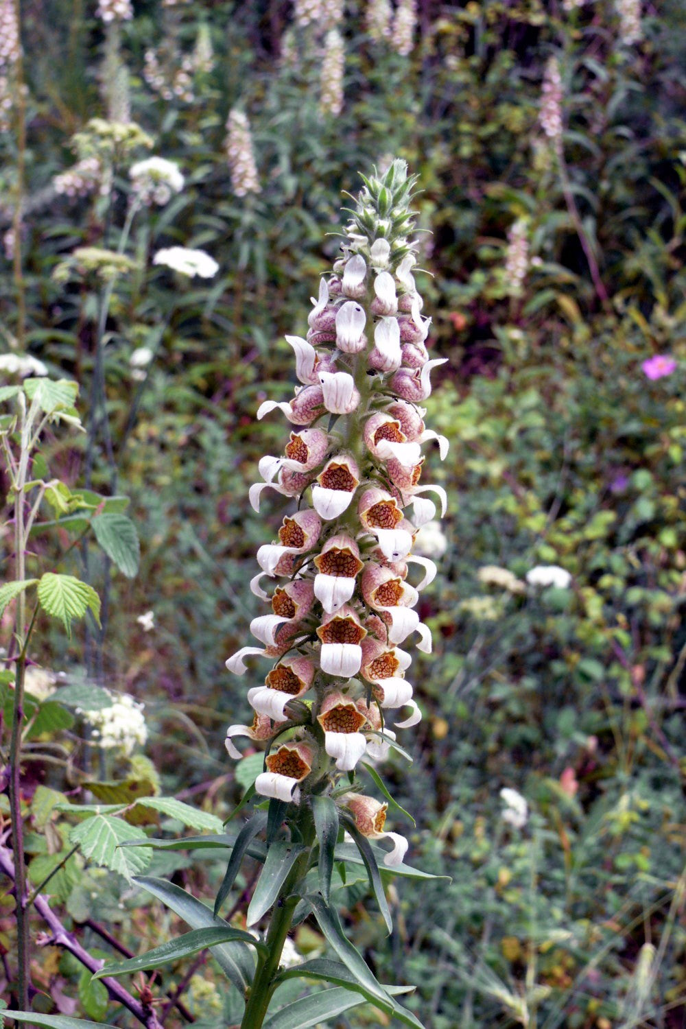 200 semillas de flores de la dedalera griega Wooly Digitalis Lanata Hummingbird White Yellow Purple Brown