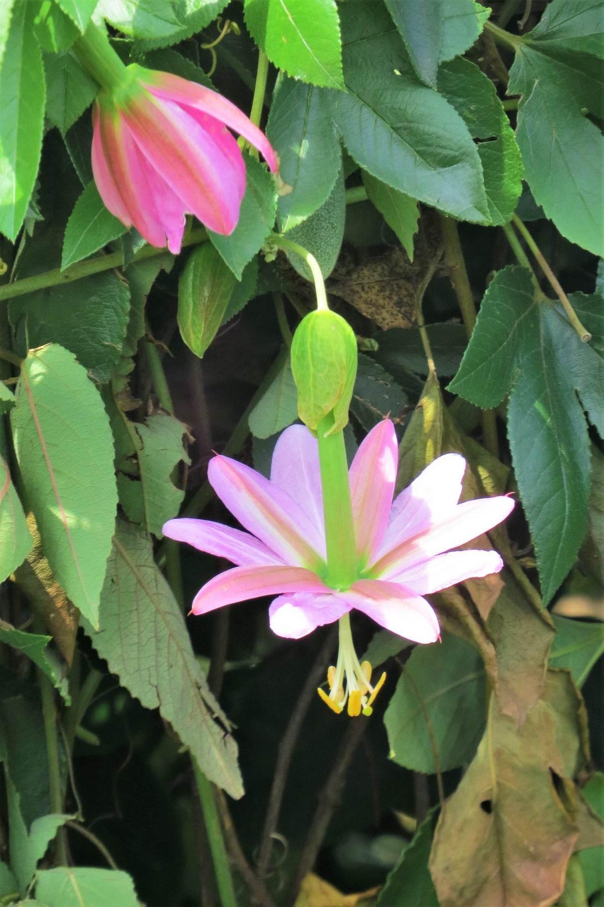 10 PLÁTANO MARACUYÁ Flor de la pasión rosa Passiflora Mollissima Piel amarilla Pulpa anaranjada Semillas de vid