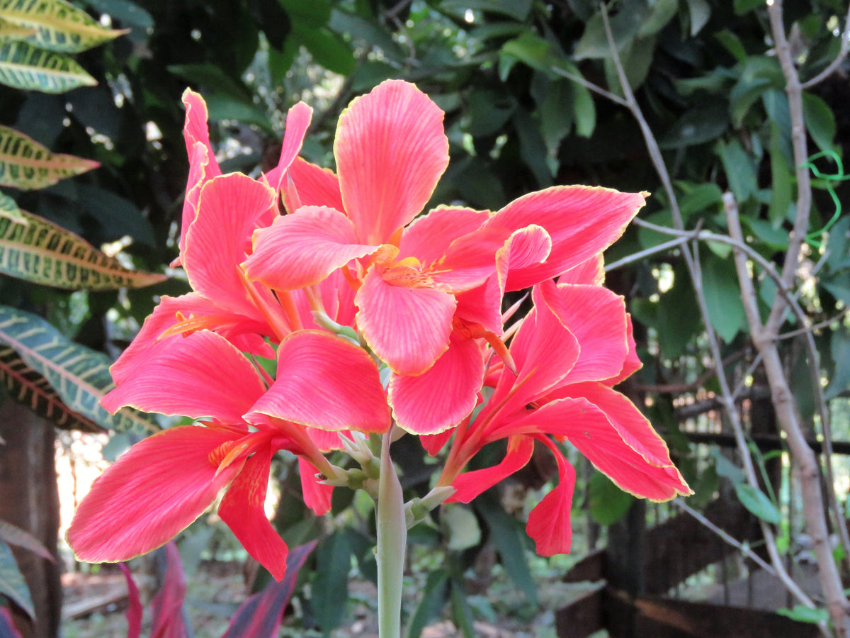 5 semillas de flores de colibrí rojo y amarillo de LIRIO CANNA MIXTO Generalis Mix Colors