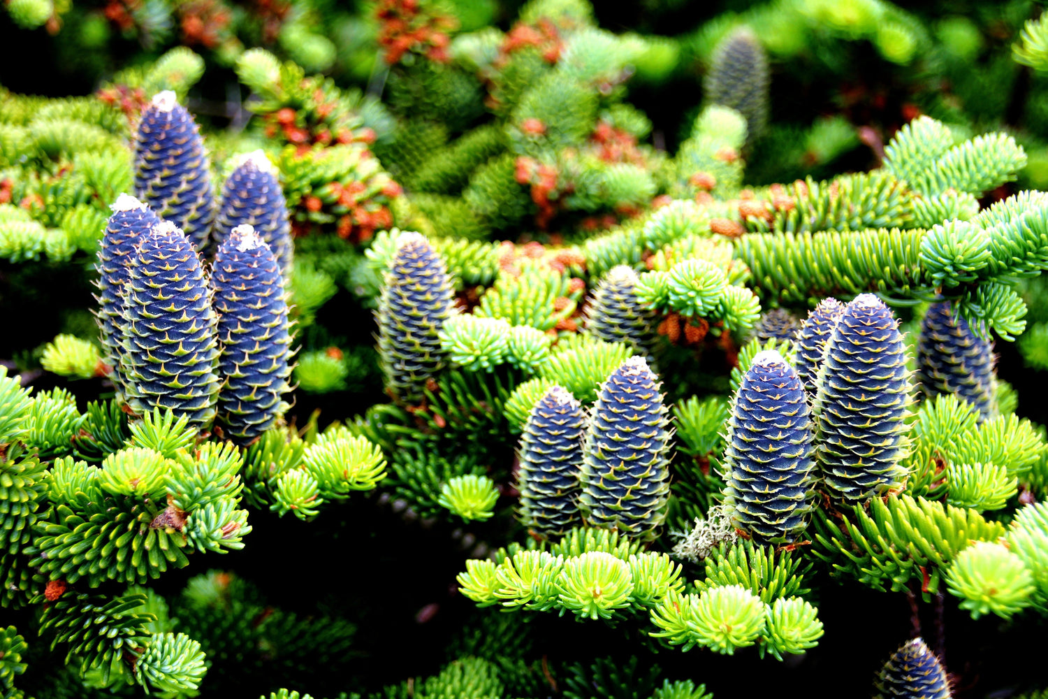 30 ABETO BÁLSAMO Árbol Abies Balsamea Árbol de Navidad Pino Plateado Abeto Canadiense Semillas Perennes Nativas