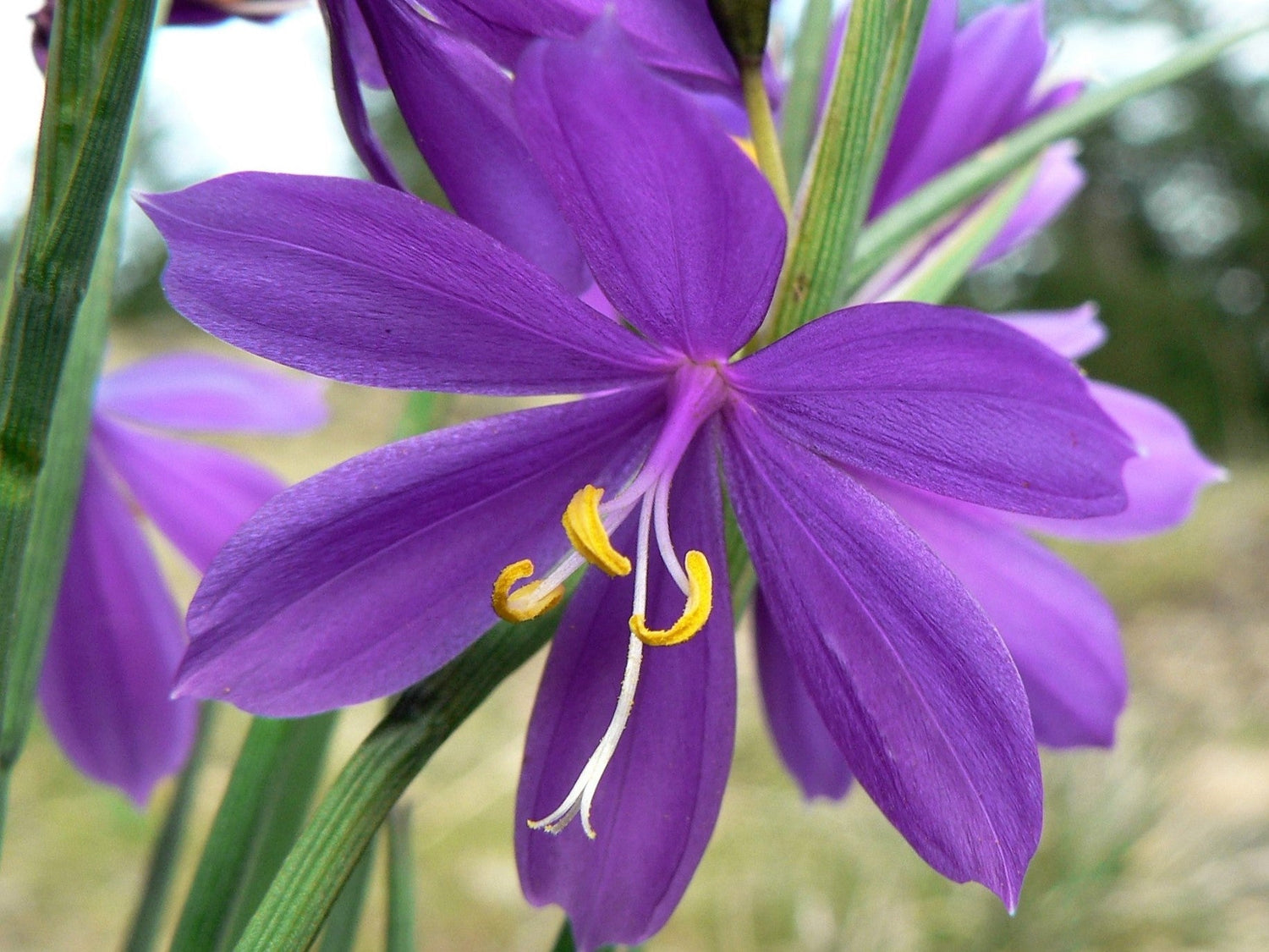 20 GRASSWIDOW Purple-Eyed Grass Sisyrinchium Inflatum syn. Olsynium Douglasii Grass Widows Reddish Purple Ornamental Grass Flower Seeds