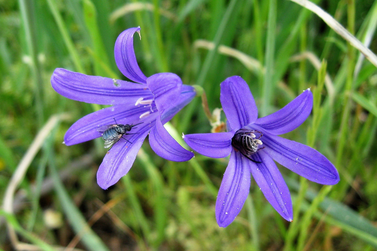10 semillas de flores de lirio azul siberiano, montaña Ixia Altai Ixiolirion Tataricum