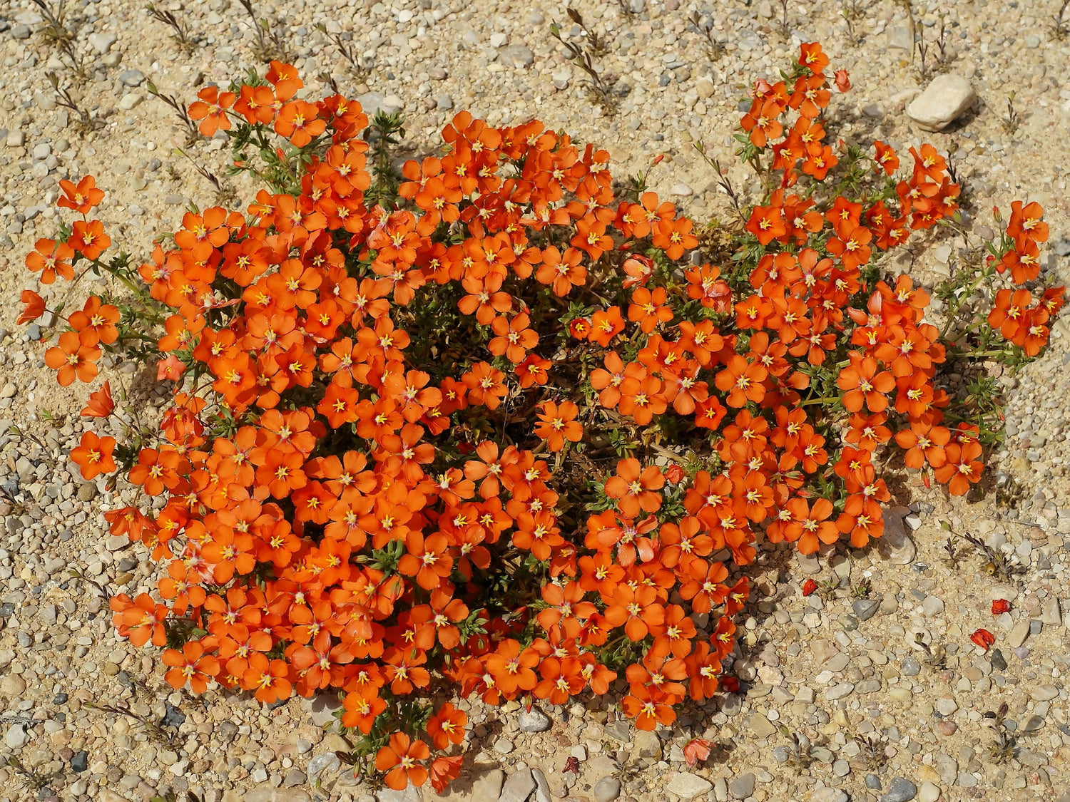 100 semillas de flores de pimpinela azul y escarlata Anagallis Monellii Anagallis Arvensis
