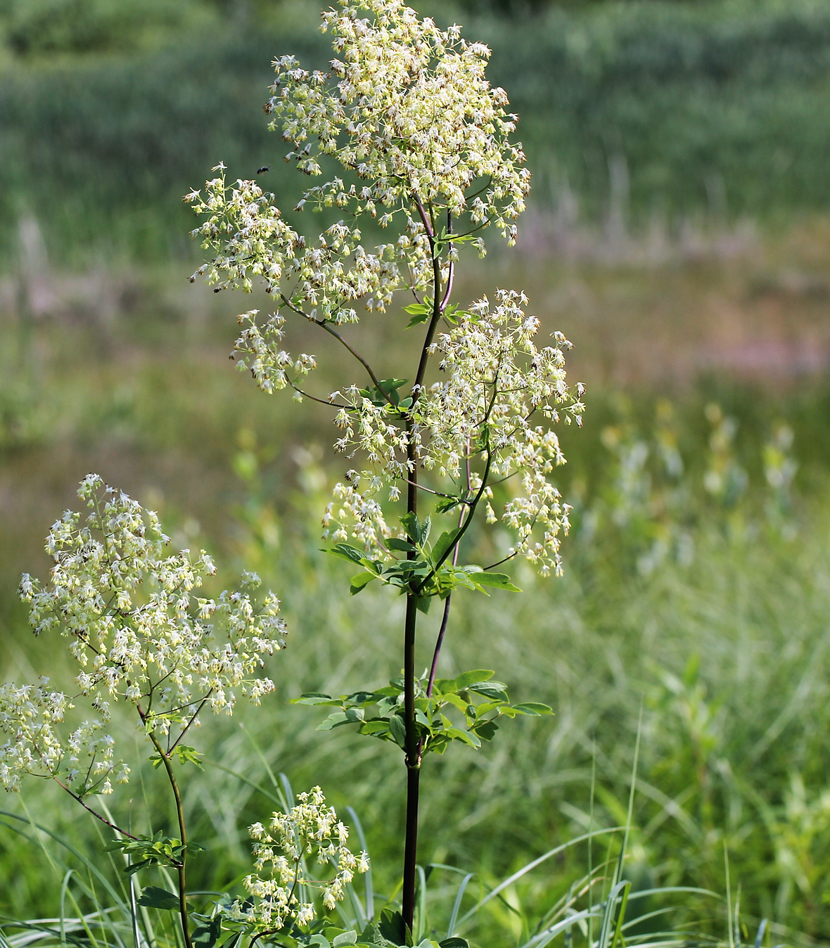 50 semillas de hierba de flor blanca y amarilla Thalictrum Dasycarpum de RUDA DE PRADO PÚRPURA