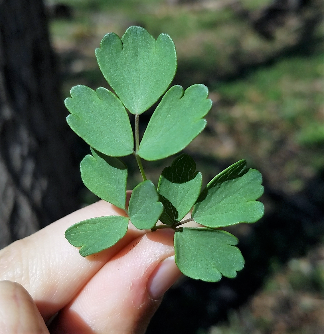 50 semillas de hierba de flor blanca y amarilla Thalictrum Dasycarpum de RUDA DE PRADO PÚRPURA