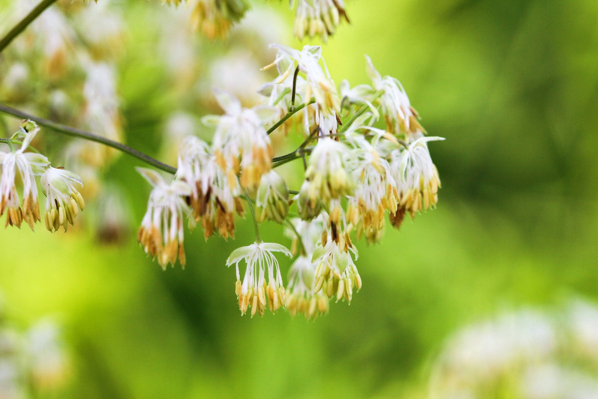 50 semillas de hierba de flor blanca y amarilla Thalictrum Dasycarpum de RUDA DE PRADO PÚRPURA
