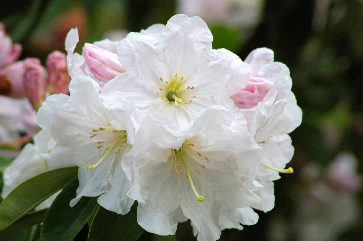 50 semillas de rododendro Fortunei, arbusto rosa, malva y blanco.