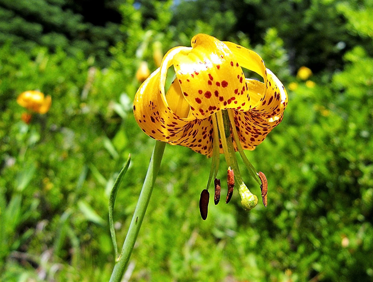 20 semillas de lirio de tigre colombiano (Lilium columbiano, sin. canadense, parviflorum, naranja, granate, moteado)