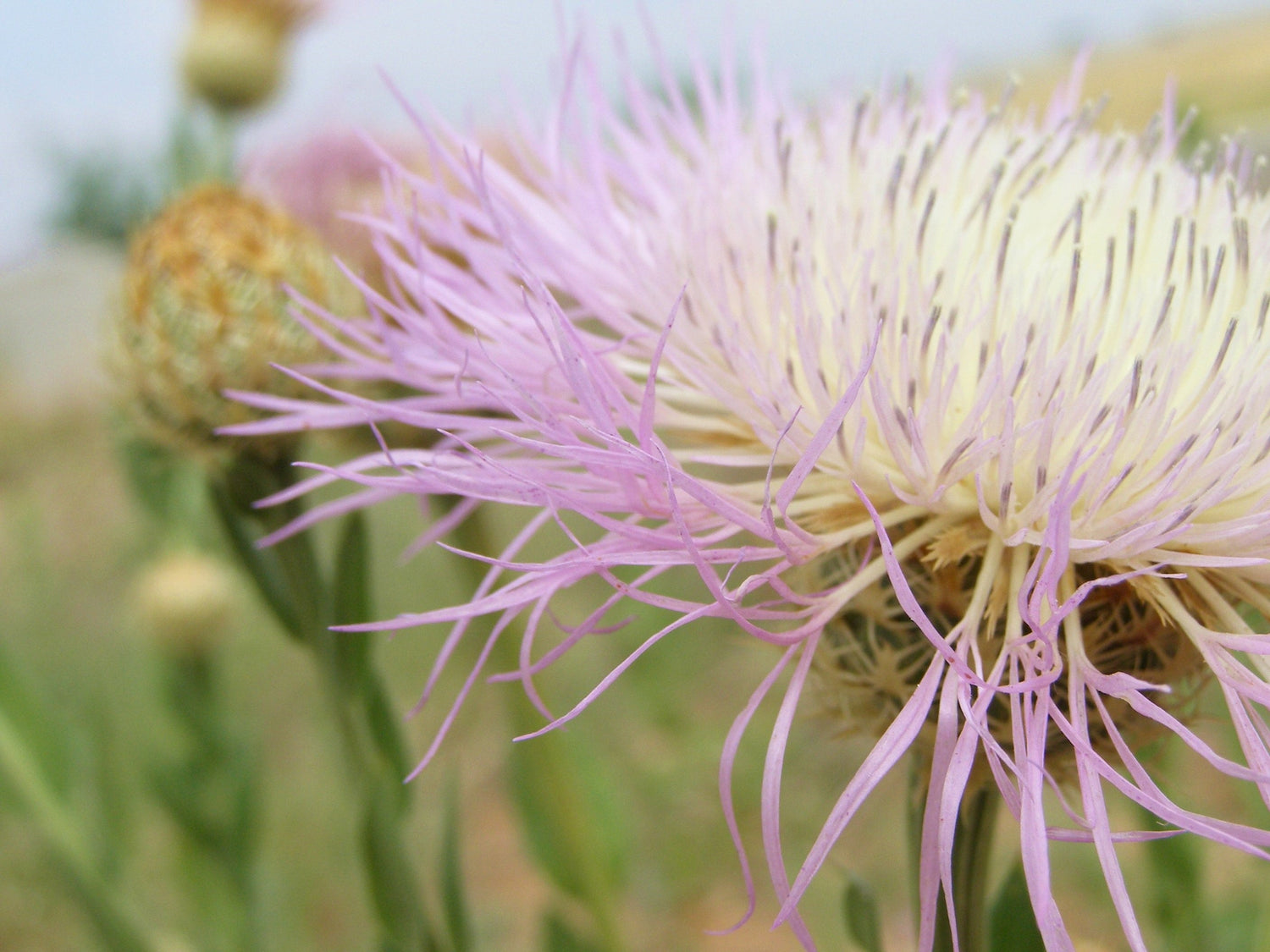 25 semillas de rosa americana (Centaurea aloha, flor de la estrella americana, flor de la cesta americana, cardo americano)