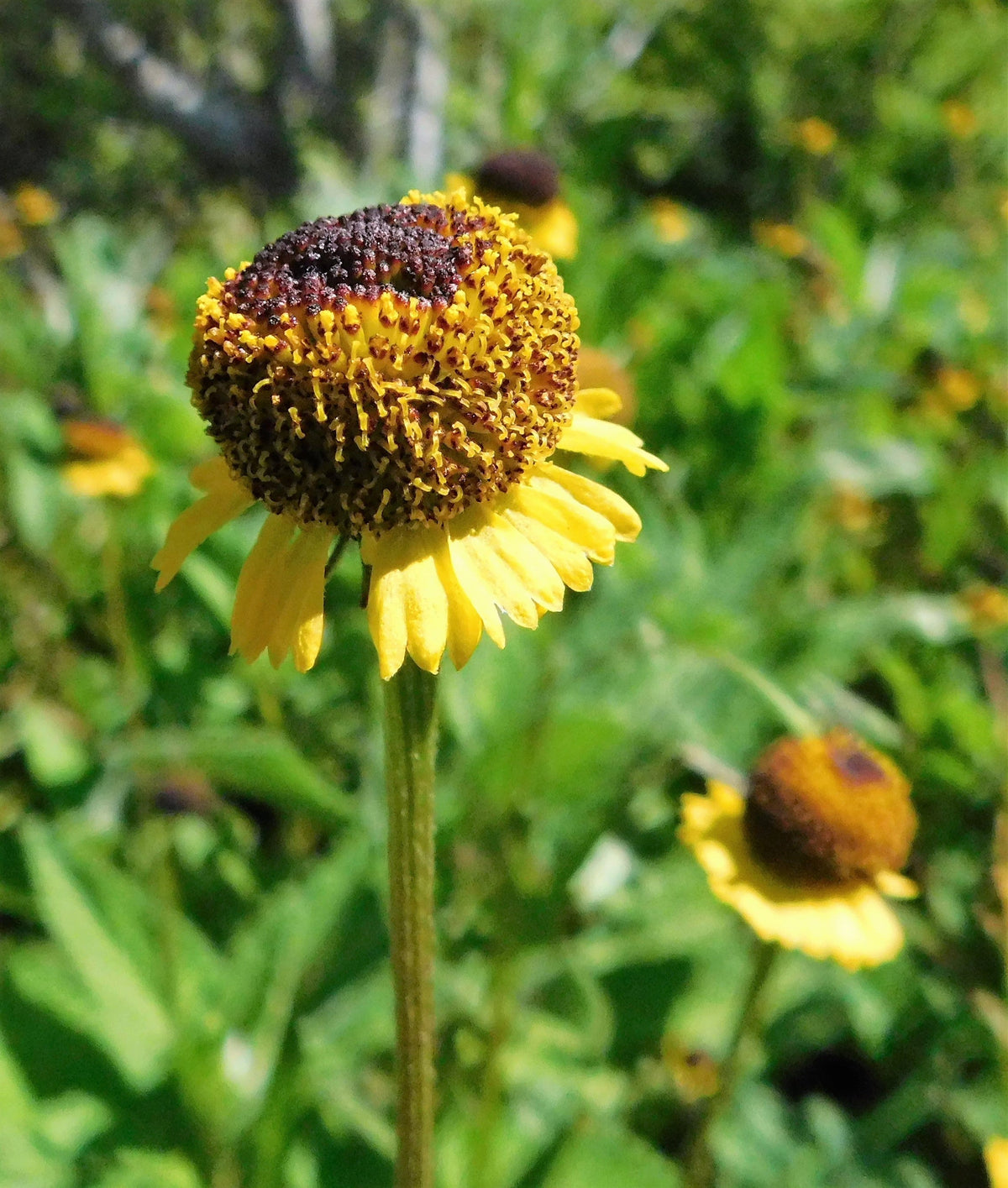 50 ROSILLA Helenium Puberulum Autumn Lollipop Sneezeweed Dogtooth Daisy Helen's Flower Semillas de hierbas amarillas y rojas