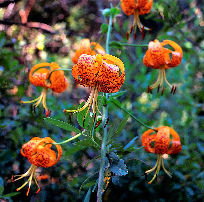 10 semillas de lirio leopardo, lirio tigre de California, lirio pantera pardalinum, flores nativas amarillas, naranjas y rojas con manchas.