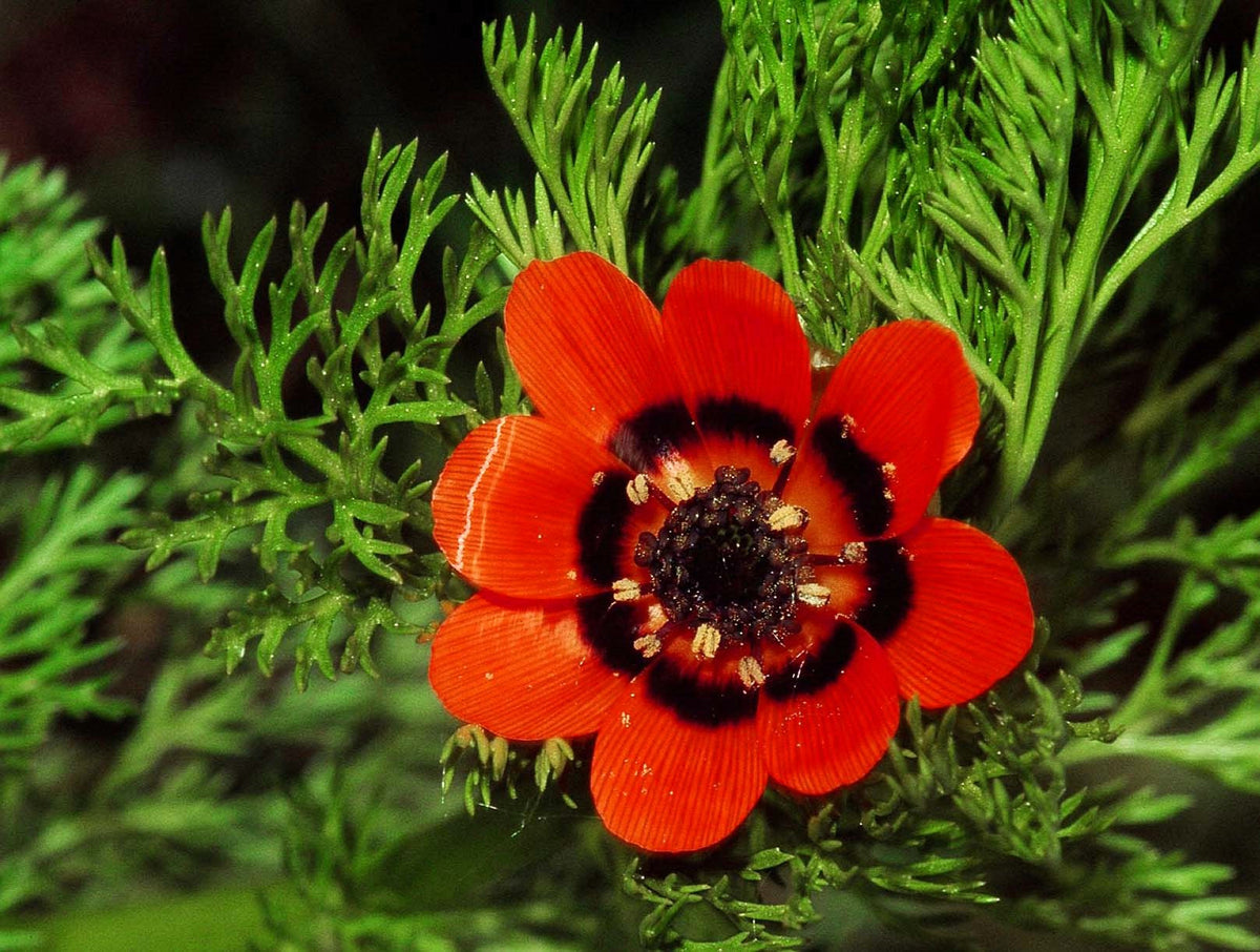 10 semillas de Adonis Aestivalis, flores rojas y negras, ojo de faisán de Adonis