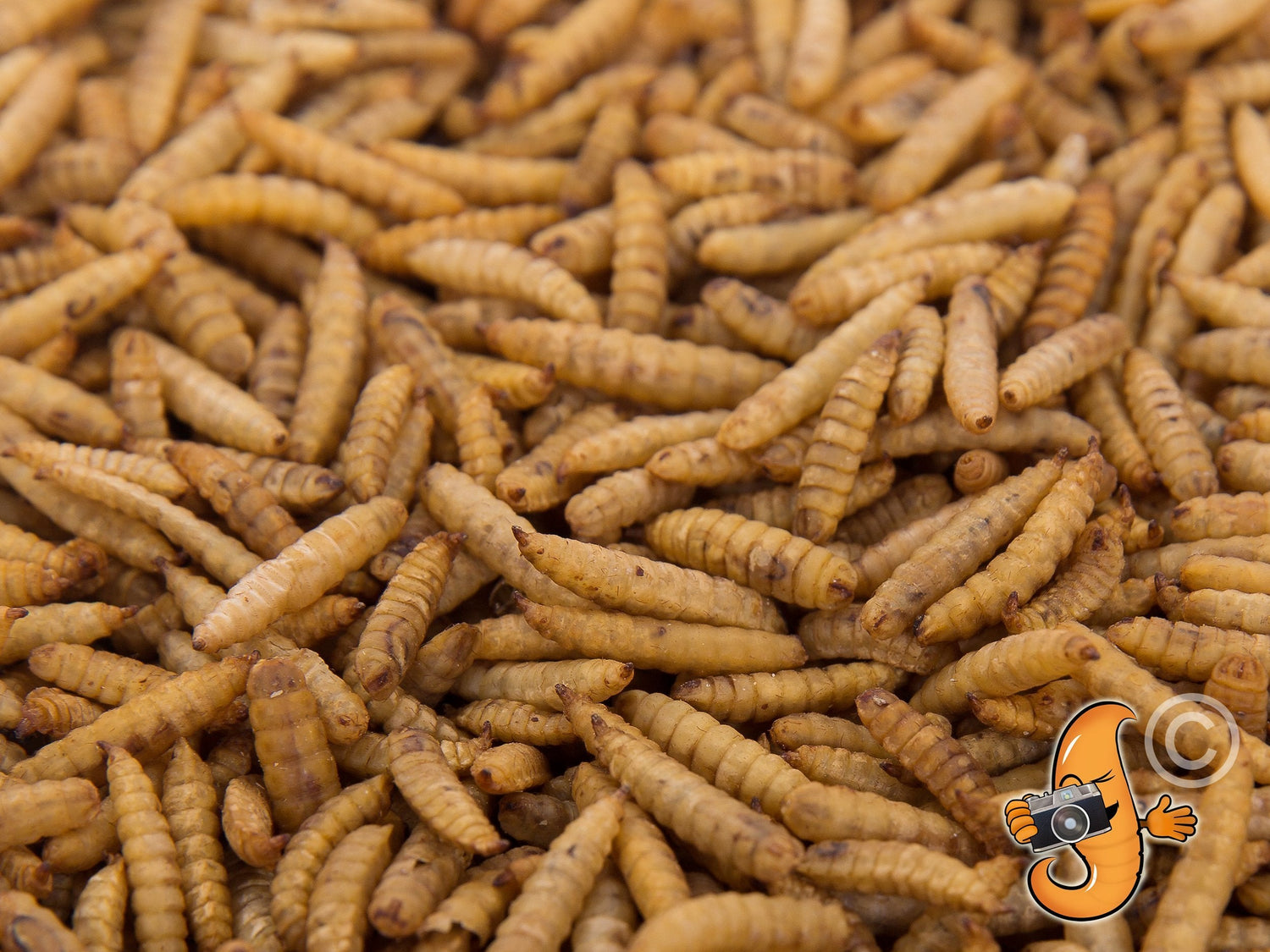 4LB Chubby Dried Black Soldier Fly Larvae – High Protein Pet & Bird Treat
