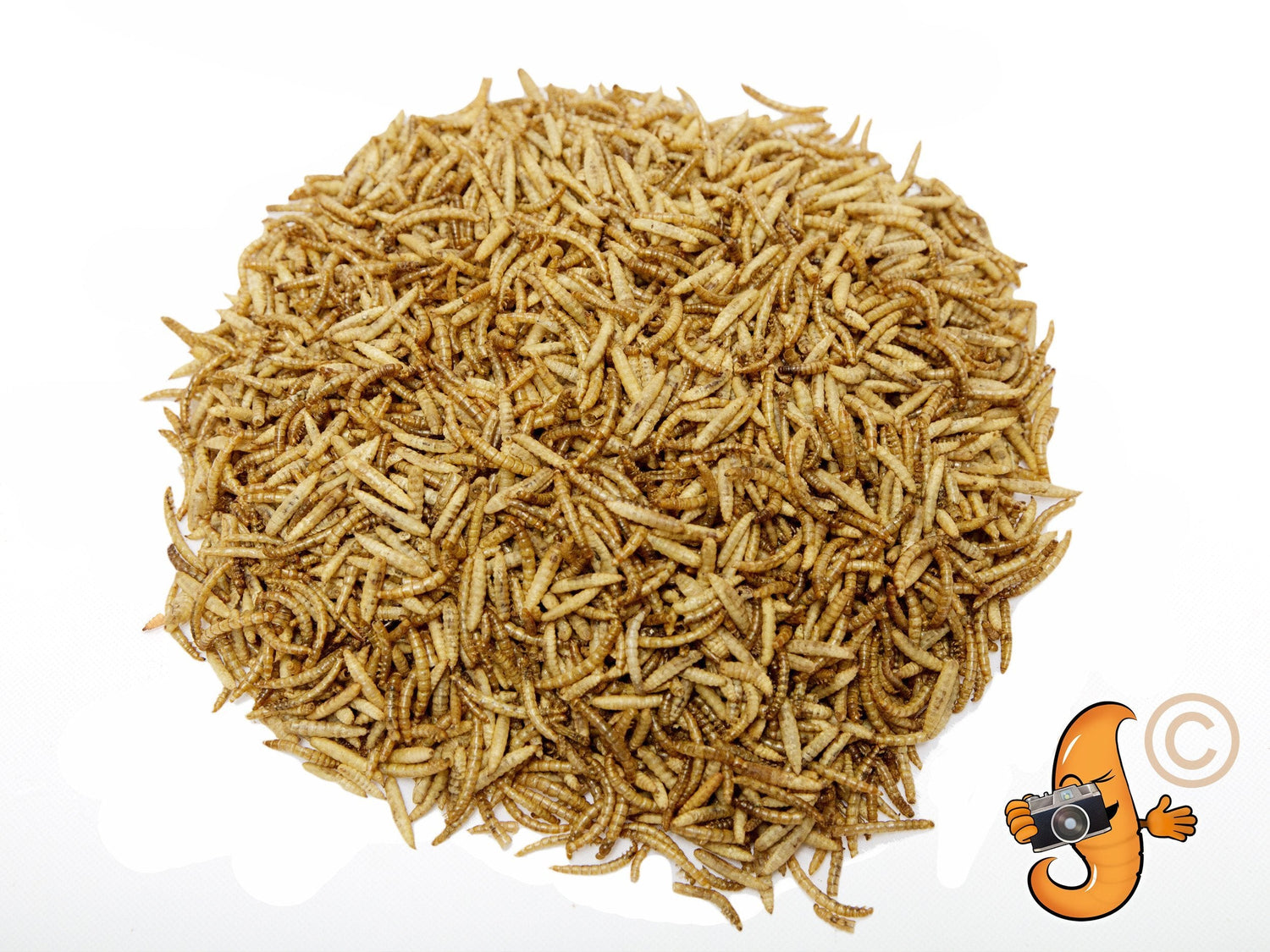 10LB Chubby Mix – Mealworm & Black Soldier Fly Larvae Combo