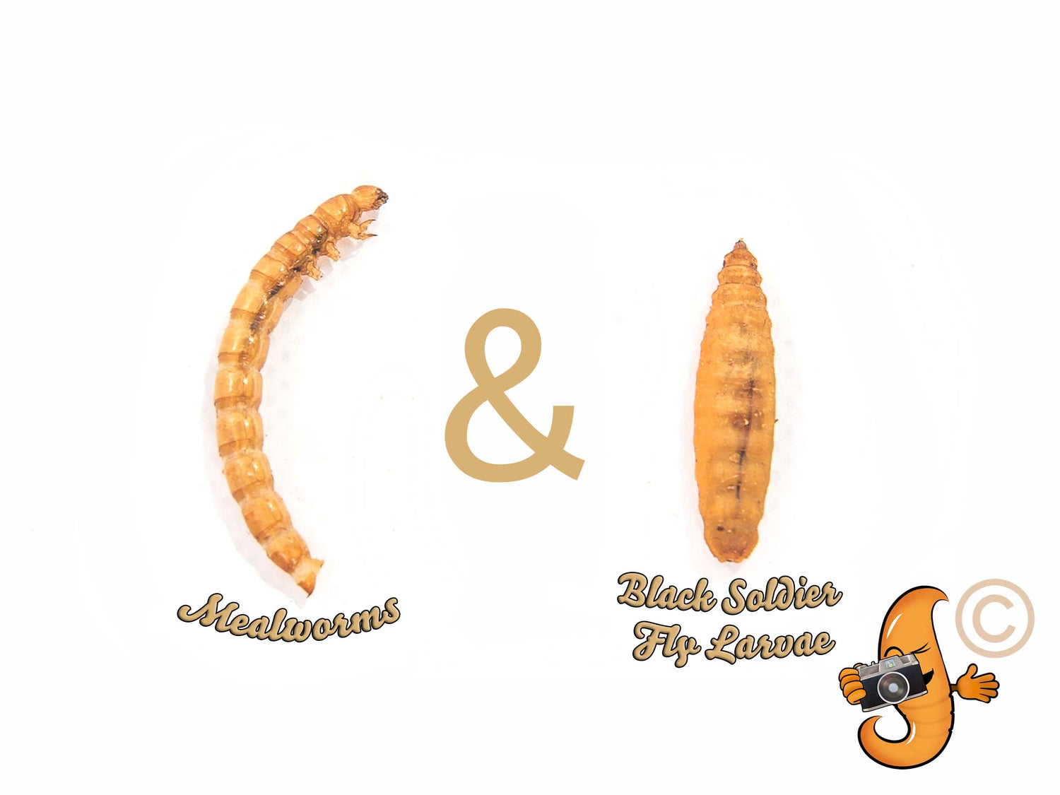 2LB Chubby Mix – Mealworm & Black Soldier Fly Larvae Combo