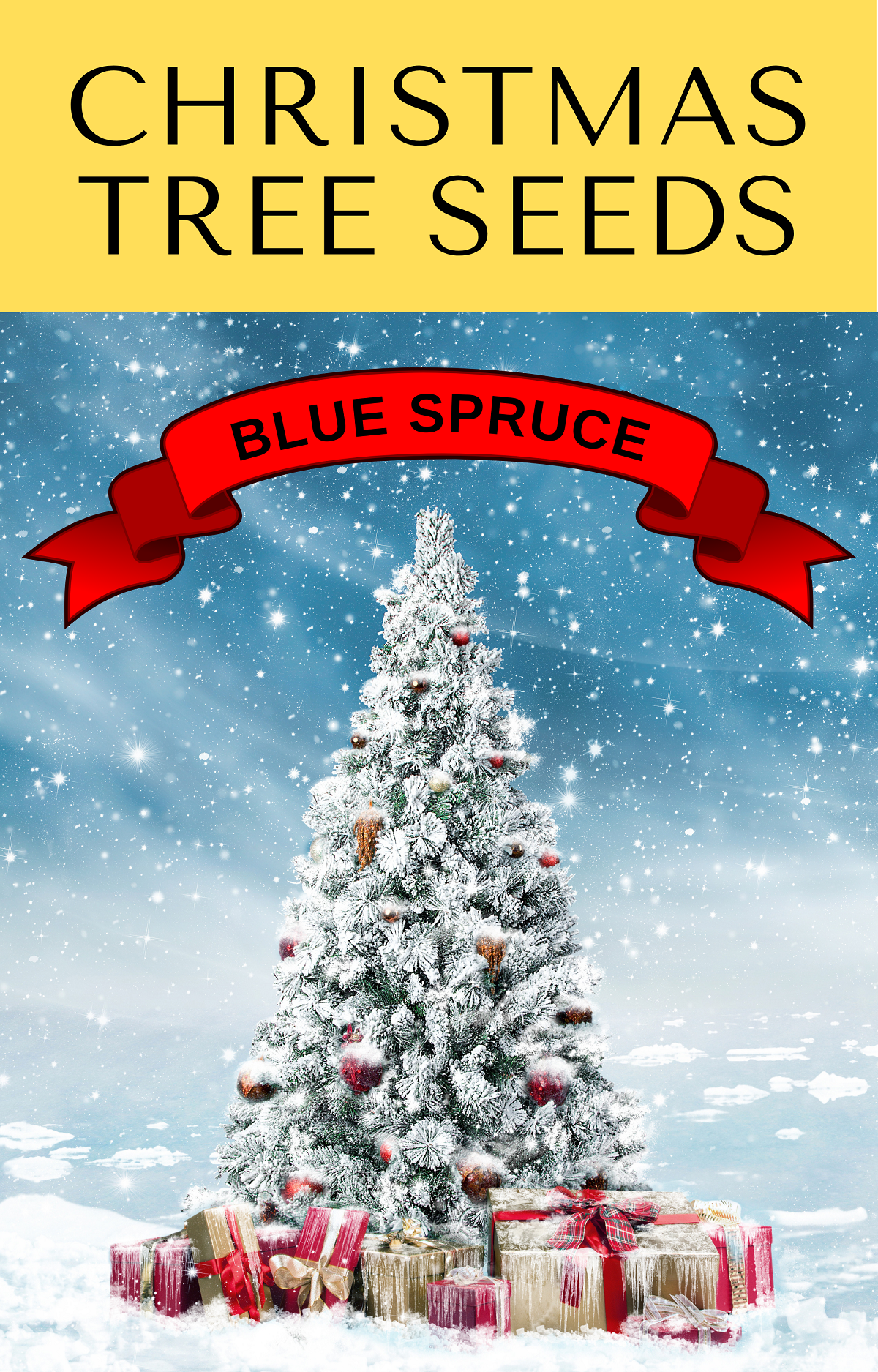 50 semillas de abeto azul de Colorado, árbol de Navidad, abeto blanco plateado, abeto perenne.