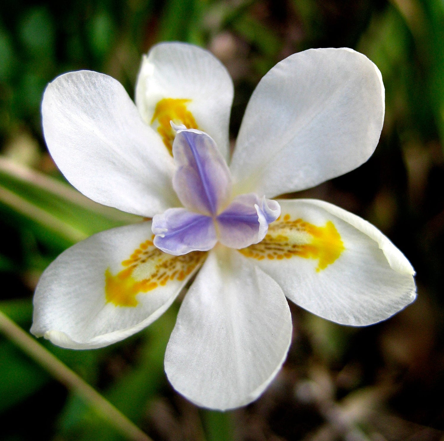 25 IRIS AFRICANO BLANCO Lirio de quincena Dietes Iridioides Vegeta también conocido como Iris del Cabo o Mariposa Semillas de flores de color amarillo púrpura